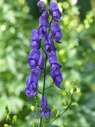 Vaste planten: monnikskap, aconitum, p9, Vaste plant, Halfschaduw, Herfst, Ophalen
