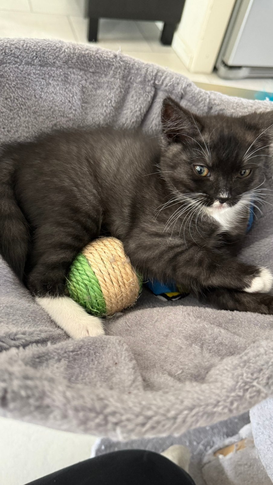Kittens, Dieren en Toebehoren, Katten en Kittens | Overige Katten, Meerdere dieren