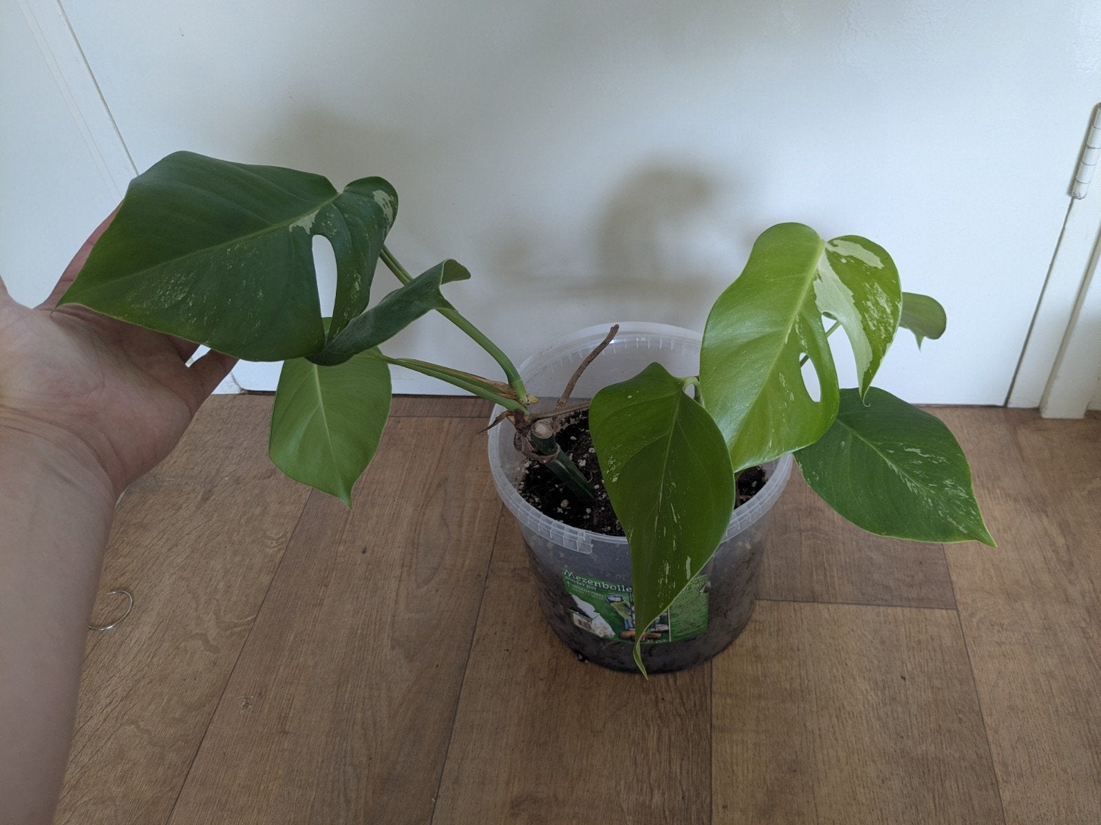 monstera met wat variegata, Ophalen, Overige soorten, Halfschaduw, Minder dan 100 cm