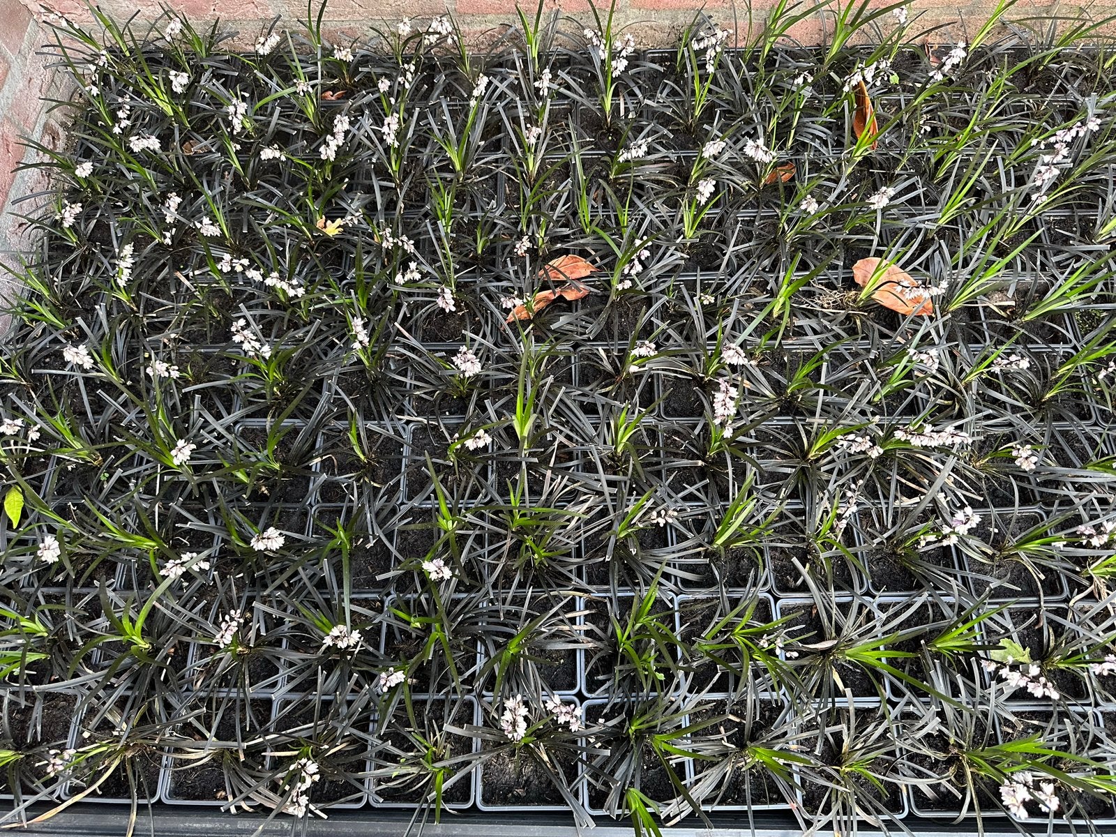 Zwarte Slangenbaard (Ophiopogon planiscapus 'Niger'), Volle zon, Vaste plant, Zomer, Ophalen