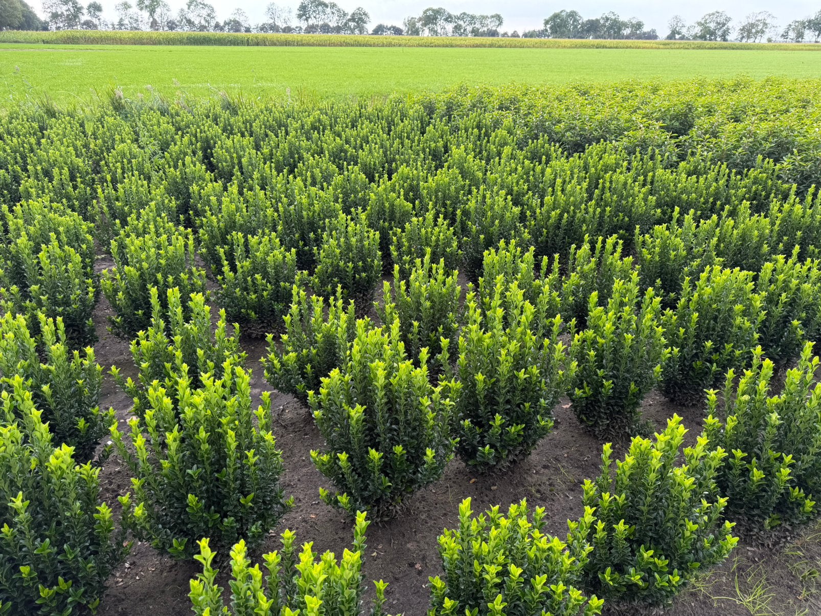 Buxus vervanger, euonymus green spire., Ophalen of Verzenden, Buxus, Minder dan 100 cm