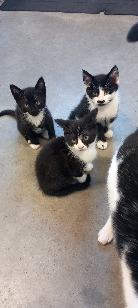 Kittens, Dieren en Toebehoren, Katten en Kittens | Overige Katten, Meerdere dieren, Kortharig, 0 tot 2 jaar