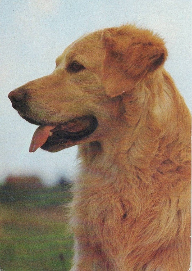 Golden retriever langharig  315, Verzenden, 1980 tot heden, Ongelopen, Hond of Kat