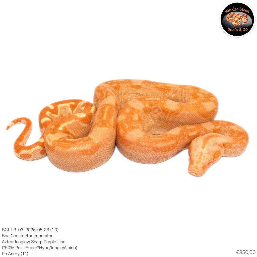Boa Constrictor Imperator Litter 03 2026 Boa Constrictor photo 3
