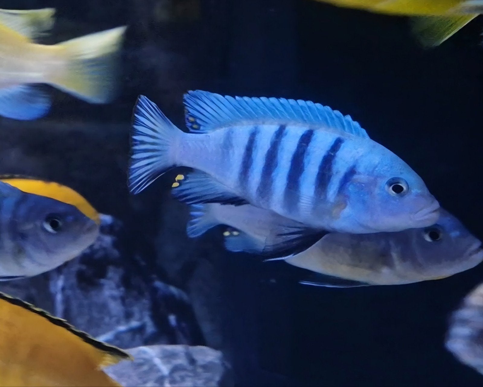 malawi cichliden 10 euro, Dieren en Toebehoren, Vis
