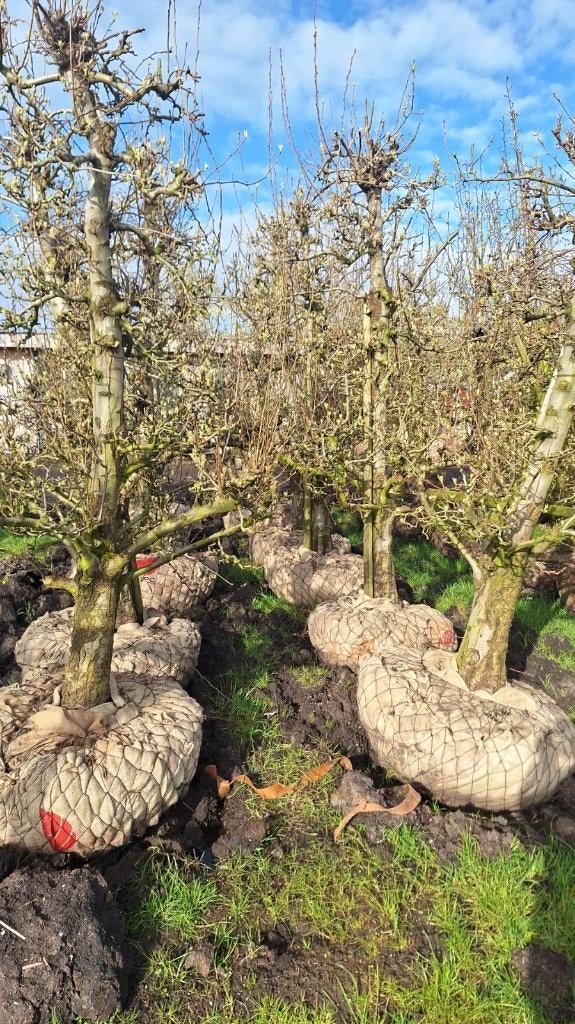 Perenbomen Doyenne du Comice Handpeer 38 jaar, Tuin en Terras, Planten | Fruitbomen, Ophalen, 250 tot 400 cm, Perenboom, Lente