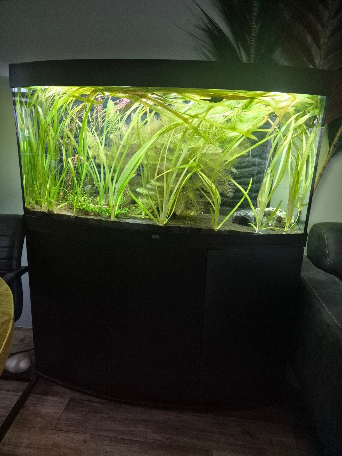 juwel vision 260, Dieren en Toebehoren, Ophalen, Pomp, Juwel, Gevuld zoetwateraquarium