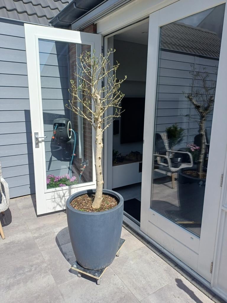 Olijfboom met pot, Tuin en Terras, Planten | Tuinplanten, Vaste plant, Overige soorten, Volle zon, Bloeit niet, Ophalen