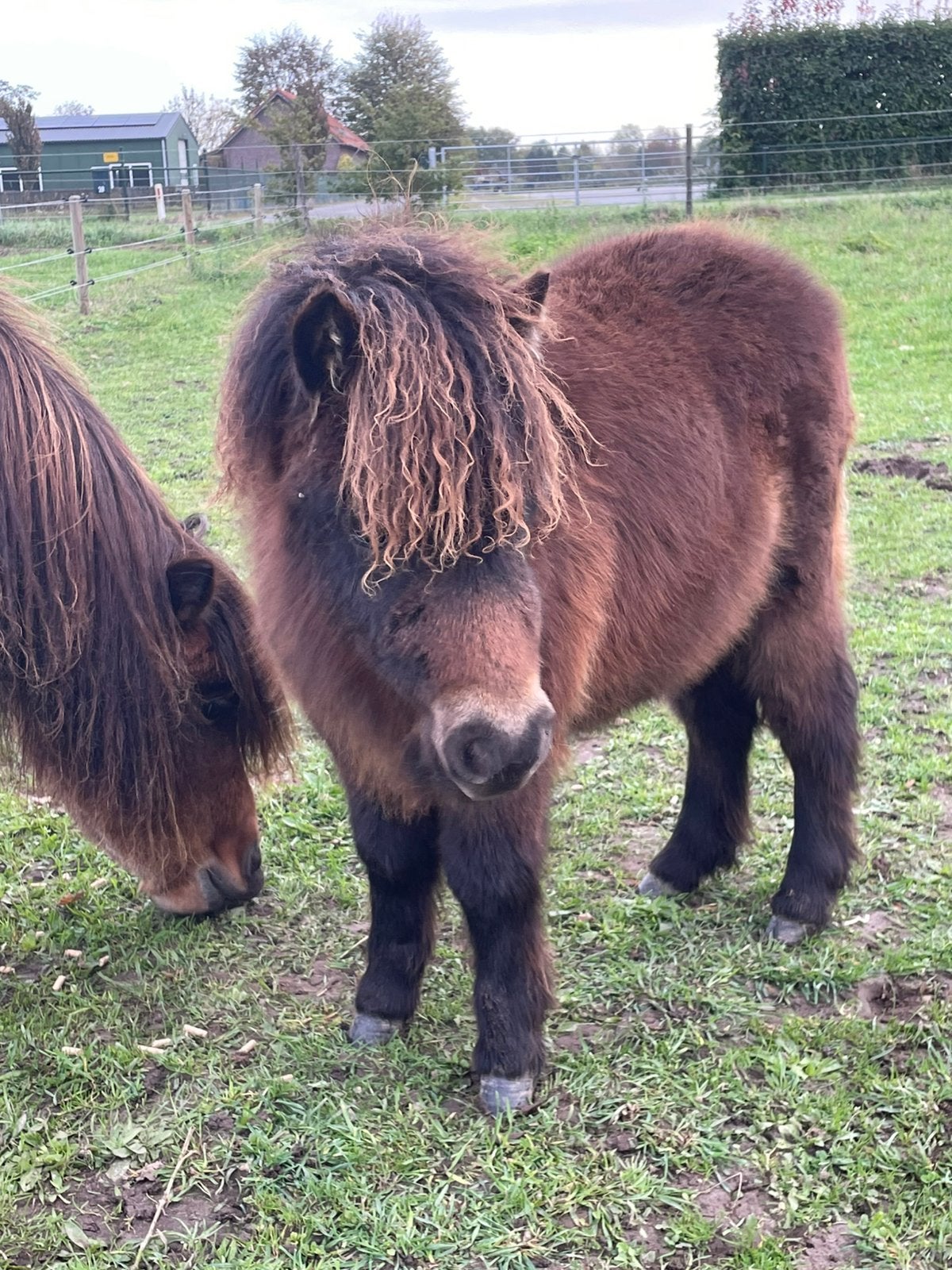 Mooi mini veulen merrie wordt rond 80 cm en mini hengst, Dieren en Toebehoren, Meerdere dieren, A pony (tot 1.17m), Gechipt, 0 tot 2 jaar