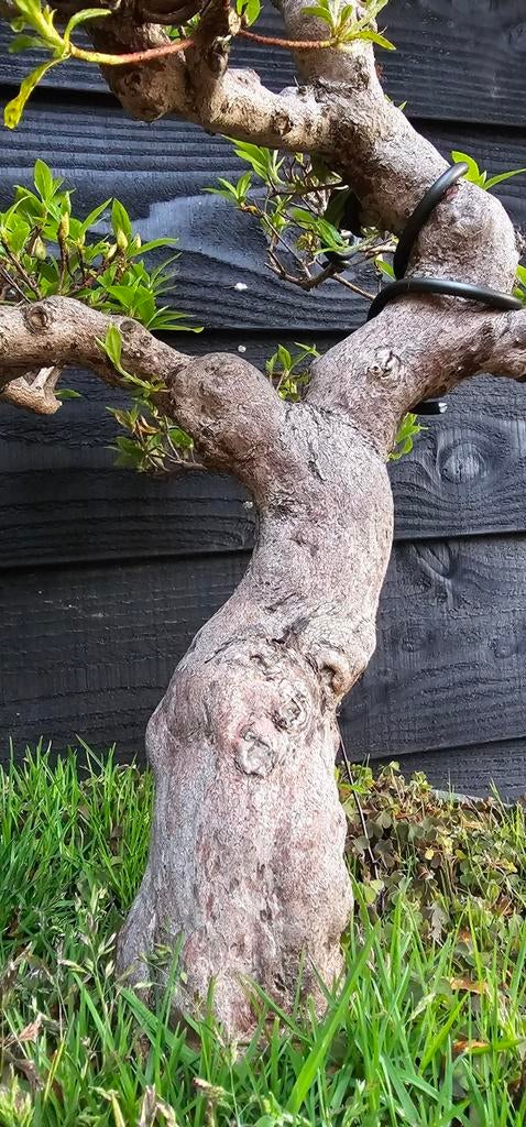 Prachtige oude Bonsai Azalea, Vaste plant, Halfschaduw, Lente, Ophalen