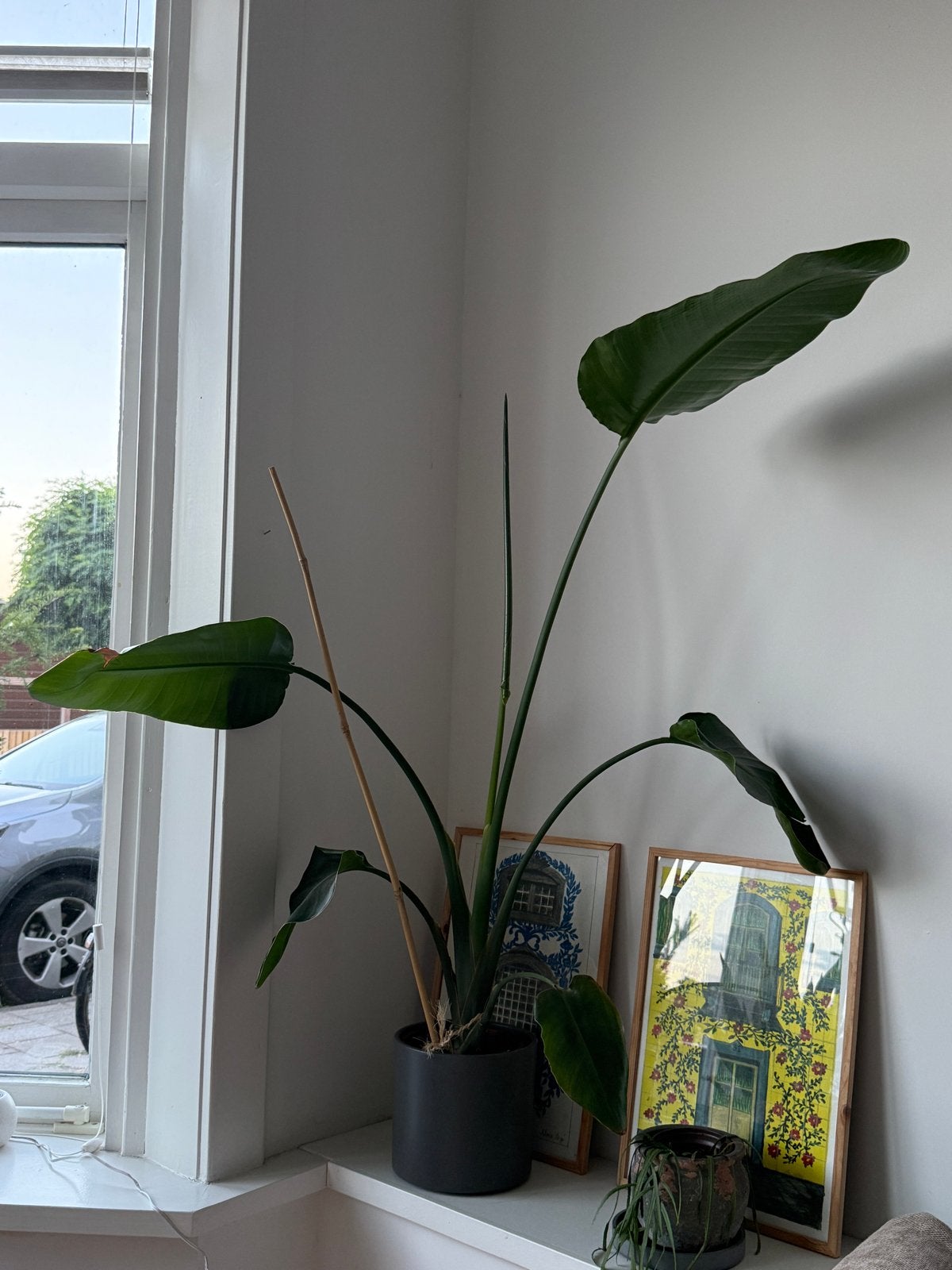 Strelitzia Nicolai - Paradijsvogelplant, Ophalen, Overige soorten, Halfschaduw, In pot