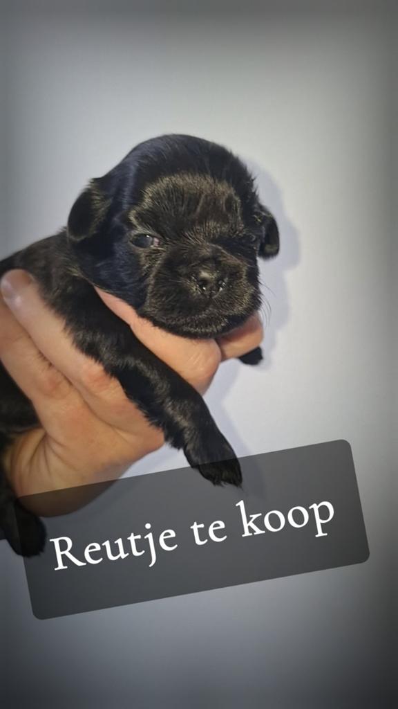 shih tzu pups (NOG 3 REUTJES OVER), Dieren en Toebehoren, Parvo, Overige rassen, 8 tot 15 weken, Meerdere