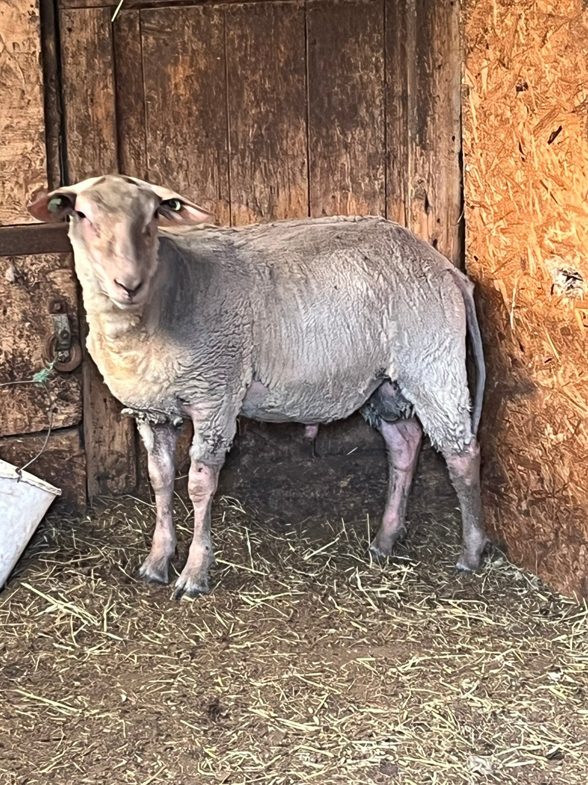 Rouge dekram, Dieren en Toebehoren, Schapen, Geiten en Varkens, Mannelijk, Schaap