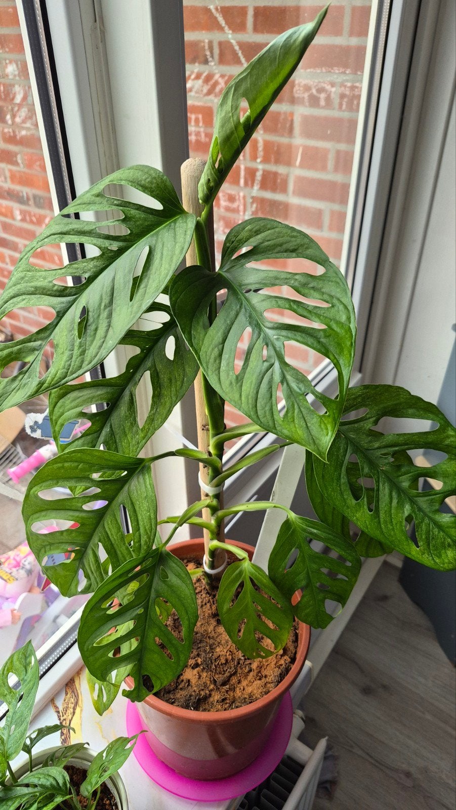 Monstera andonsoni mint, Huis en Inrichting, Kamerplanten, Ophalen of Verzenden, Halfschaduw, Minder dan 100 cm