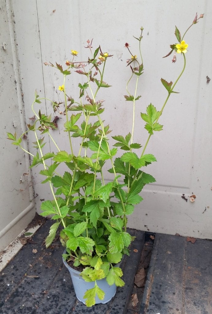 Biologisch Geel nagelkruid (Geum urbanum), Tuin en Terras, Volle zon, Ophalen of Verzenden, Zomer, Groenteplanten