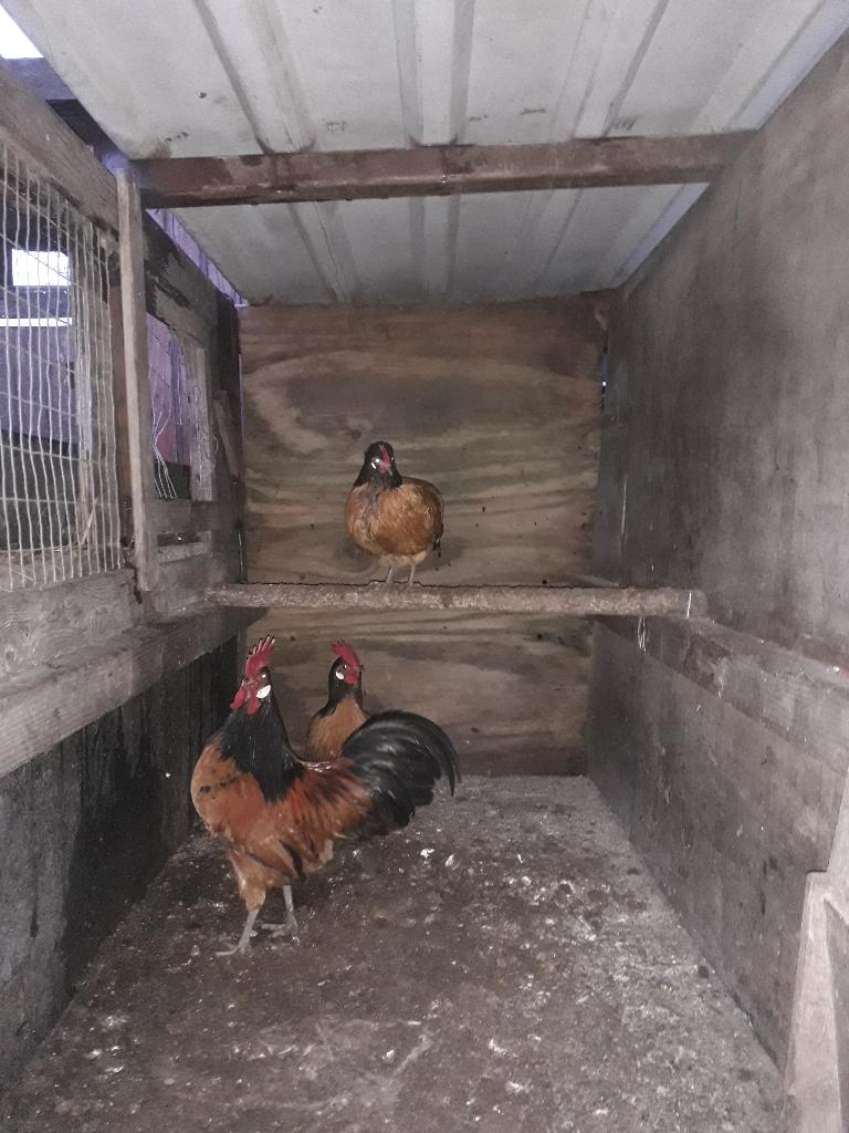 Broedeieren Vorwerk kriel, Dieren en Toebehoren, Pluimvee, Geslacht onbekend, Kip