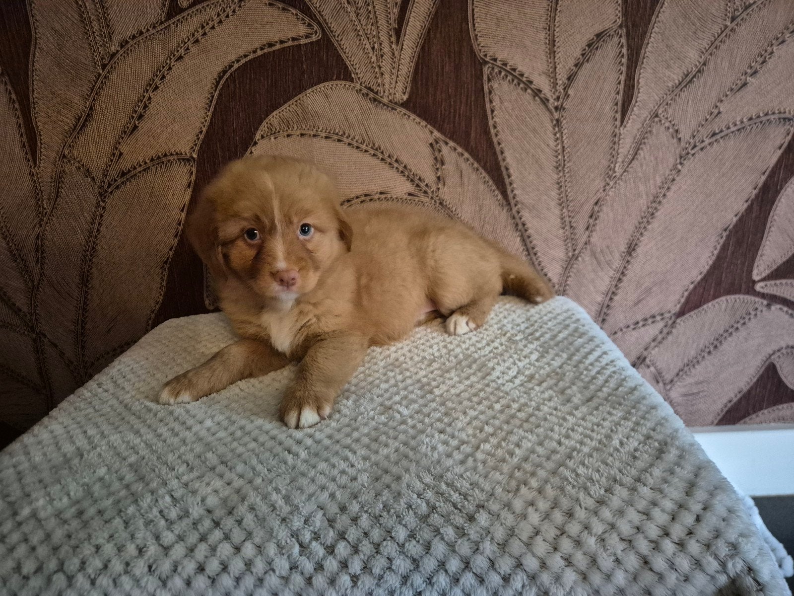 Lieve Nova Scotia Duck Tolling (Toller) retriever pups, Overige rassen, 8 tot 15 weken, Meerdere, Meerdere dieren