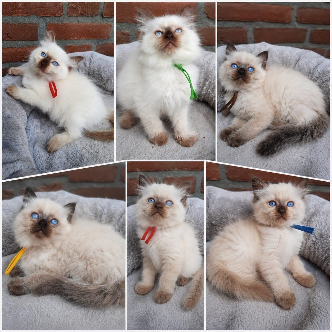Ragdoll kittens met stamboom, Meerdere dieren, 0 tot 2 jaar