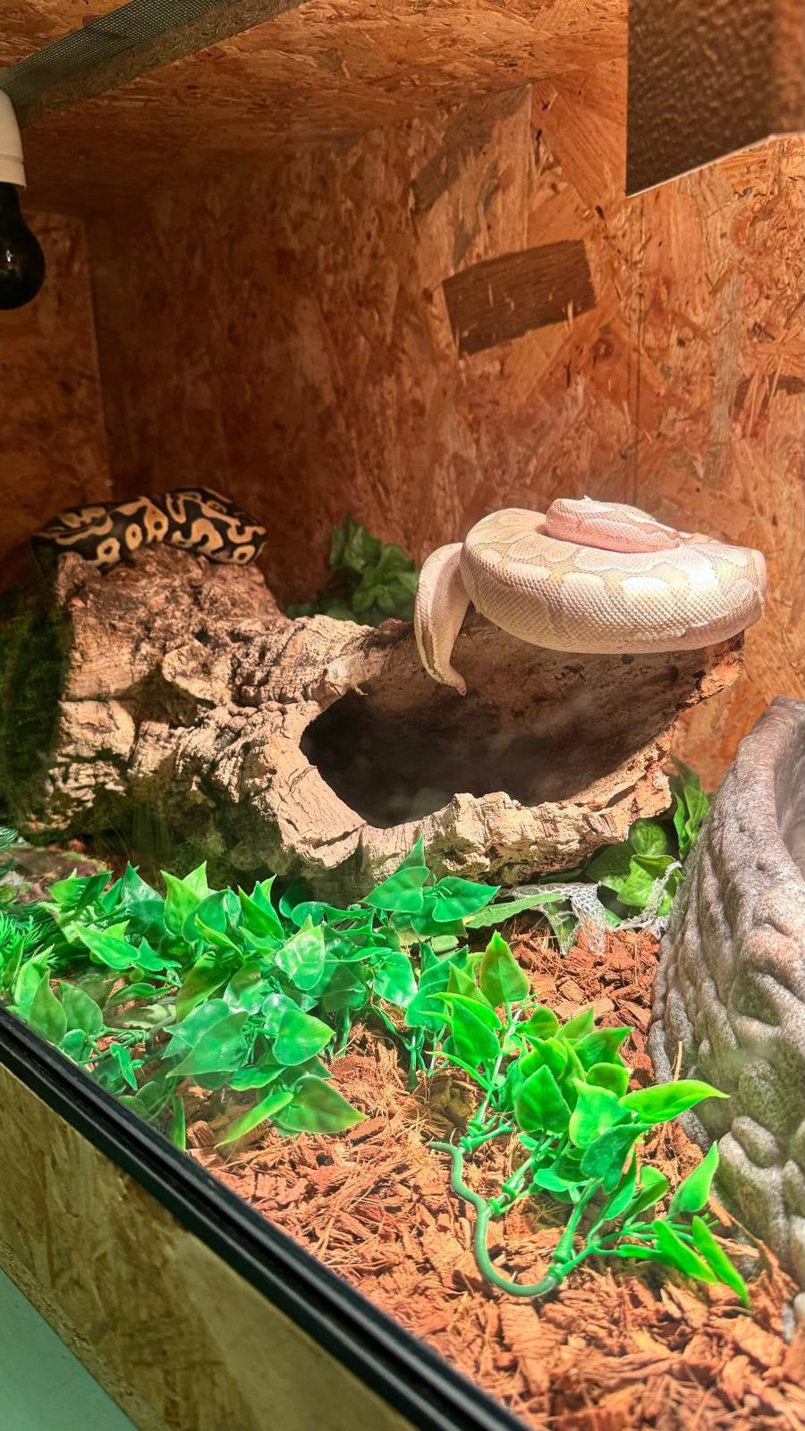 Te koop 2 konings pythons, incl terrarium beide vrouw, Slang, Met terrarium, 3 tot 6 jaar