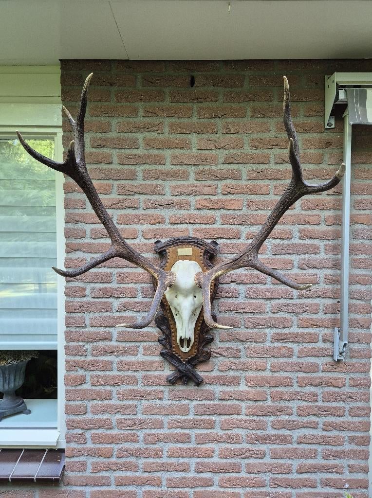Prachtig Zwaar Groot Edelhert Gewei 6.9 kg. Jacht Mancave h1, Ophalen, Zo goed als nieuw, Hert, Gewei of Kop