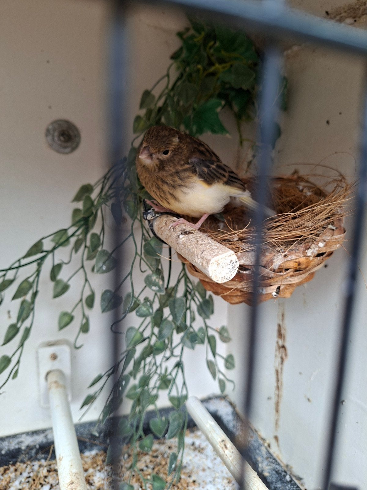 Vogels kanarie, Vrouwelijk