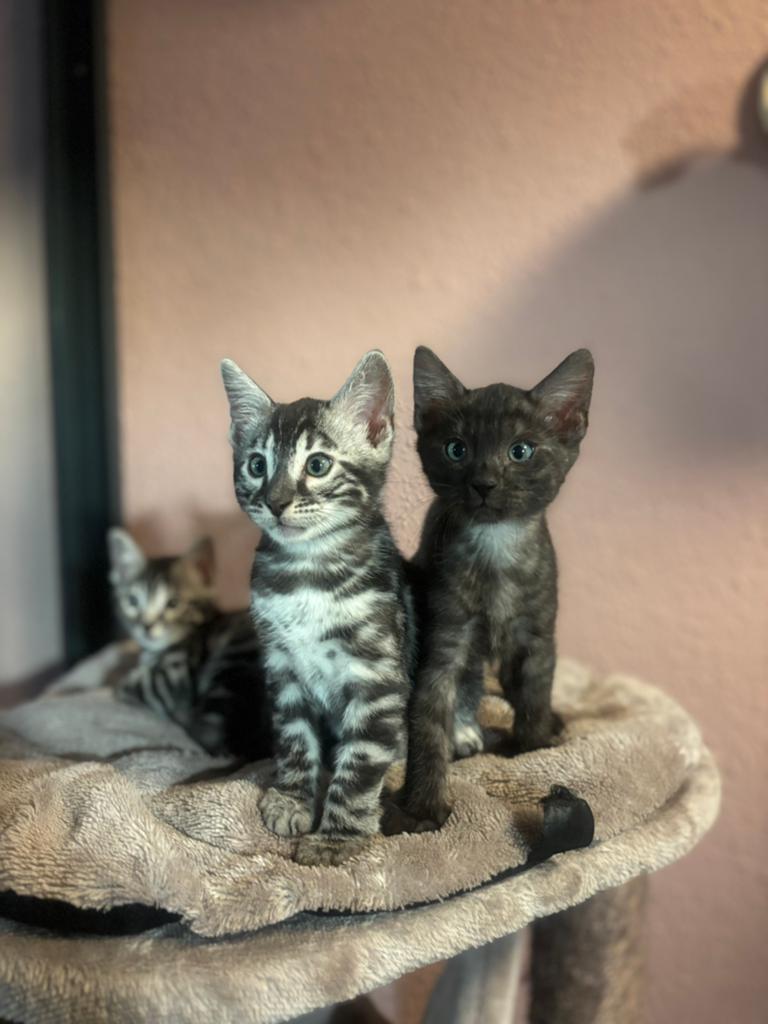 Bengaal kittens met stamboom, Kater, Met stamboom, 0 tot 2 jaar
