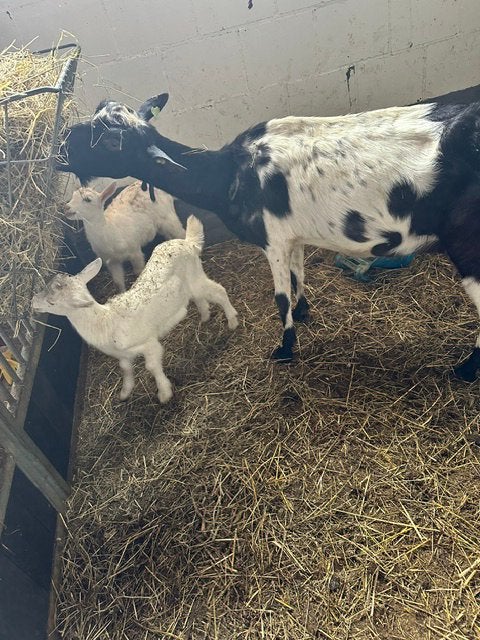 Twee melk geiten lammetjes, Vrouwelijk, Geit