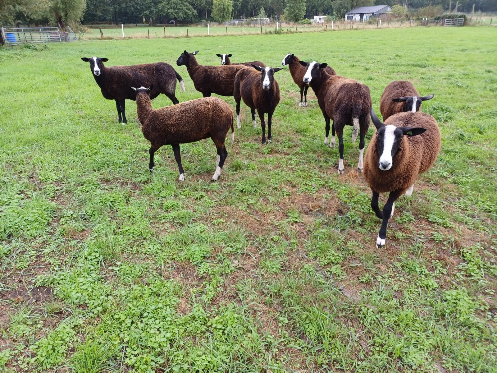 Zwartbles ooien zwoegervrij, Dieren en Toebehoren, Vrouwelijk, Schaap, 0 tot 2 jaar