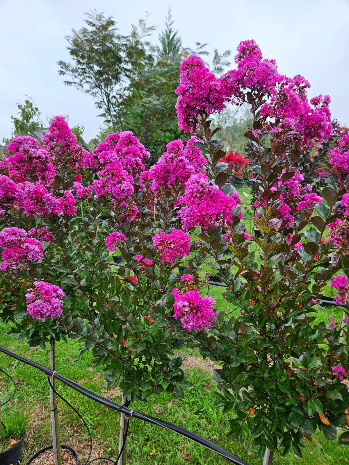 Lagerstroemia Maroon Star / Nieuw ‼️‼️‼️, Tuin en Terras, Planten | Bomen, 250 tot 400 cm, Zomer, Ophalen, Volle zon