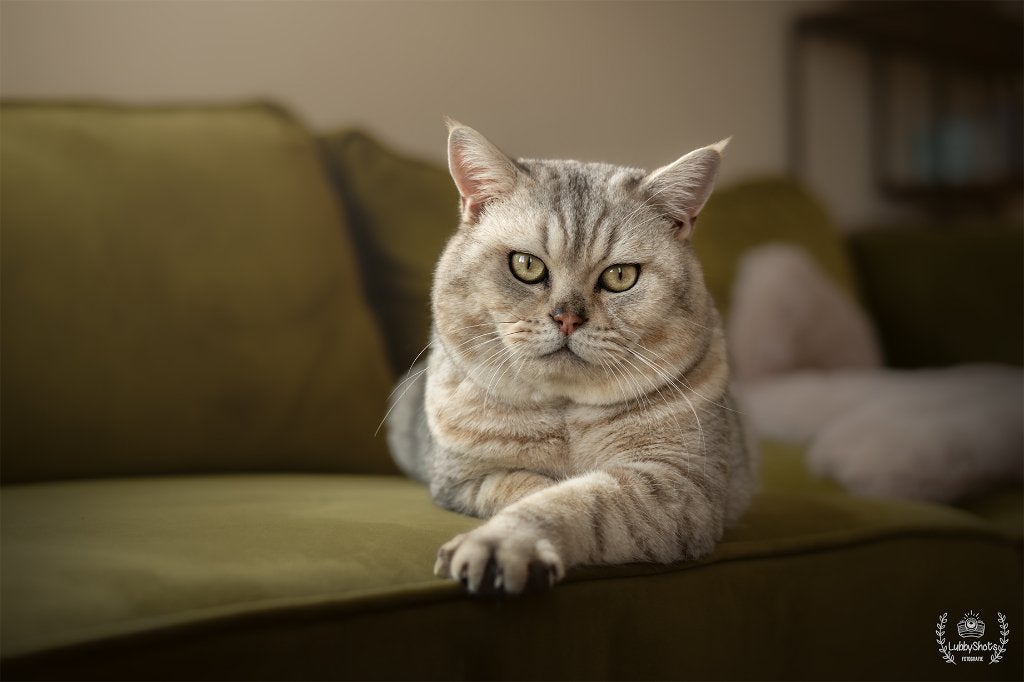 Silver Tabby Spotted dekkater Brits Korthaar, 3 tot 5 jaar