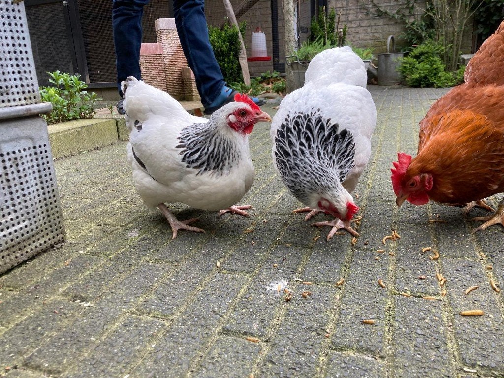 2 Lieve Sussex kriel kippen, Dieren en Toebehoren, Pluimvee, Vrouwelijk, Kip