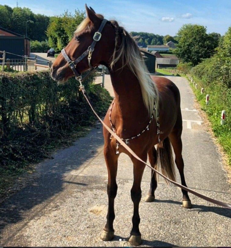 Rocky Mountain Horse te koop, Minder dan 160 cm, Ruin, 3 tot 6 jaar, Ontwormd