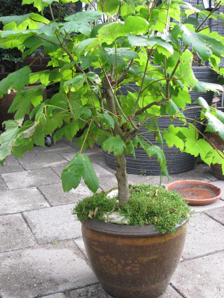 Esdoorn Bonzai., Vaste plant, Bloeit niet, Halfschaduw, Ophalen