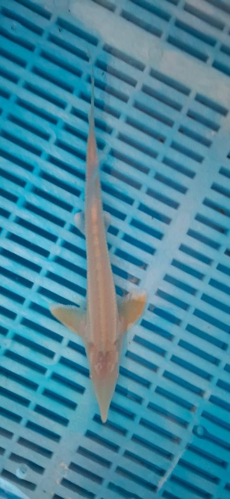 Albino Sterlet Ruthenus 35/40CM, Steur