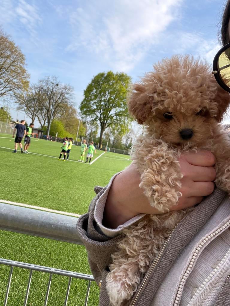 Toypoedel type Maltipoo F2 puppy teefje 3 maanden liefdevol, 8 tot 15 weken, Teef, Eén hond, Klein