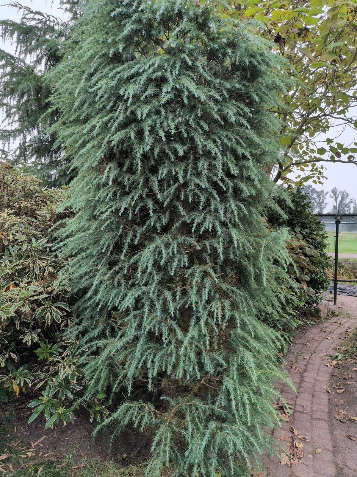 Blauwe Atlasceder (Cedrus Atlantica Glauca), Bloeit niet, Overige soorten, 250 tot 400 cm, Ophalen