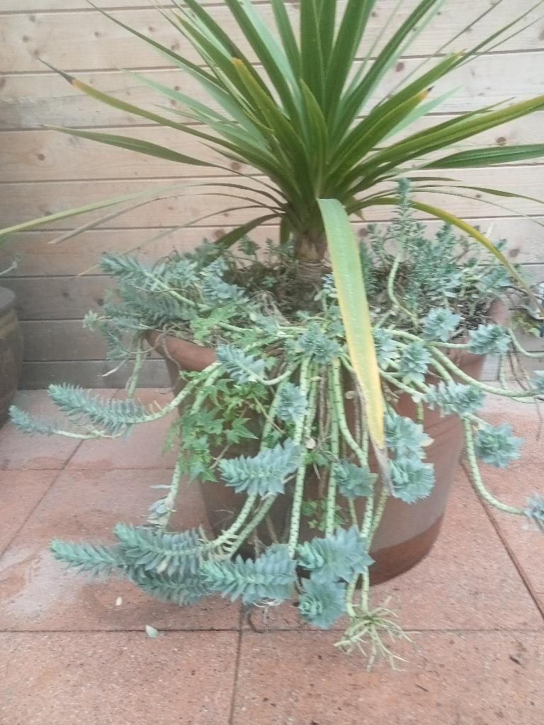 KOOLPALM CORDYLINE EN WOLFSMELK IN AARDEWERK TERRACOTTA POT, Tuin en Terras, Planten | Tuinplanten, Ophalen, Vaste plant, Overige soorten