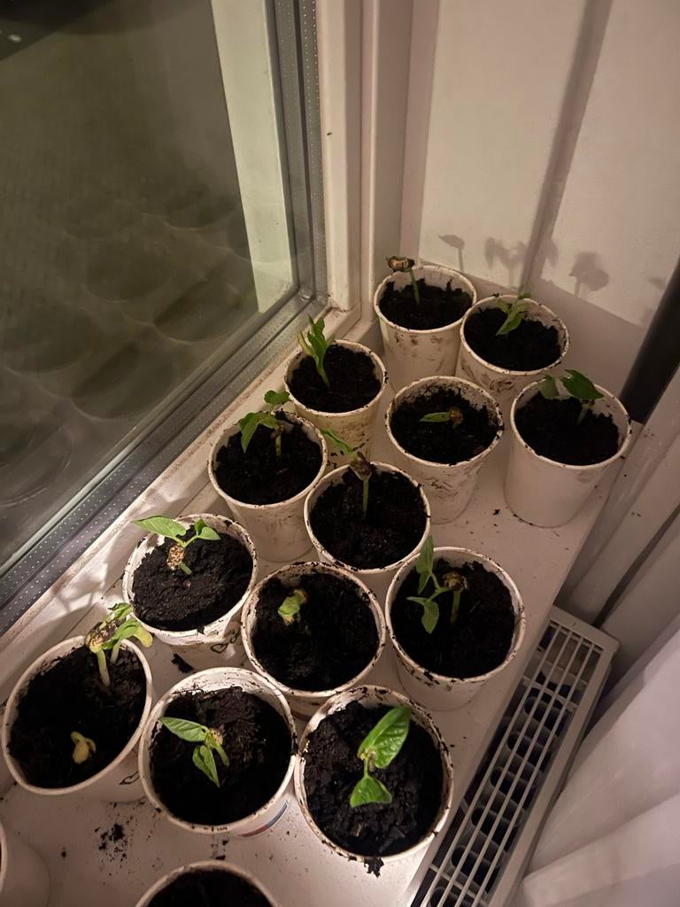 Jonge sperzibonen plantjes, Ophalen, Volle zon, Groenteplanten, Eenjarig