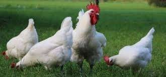 Poule de Bresse kippen., Vrouwelijk, Kip