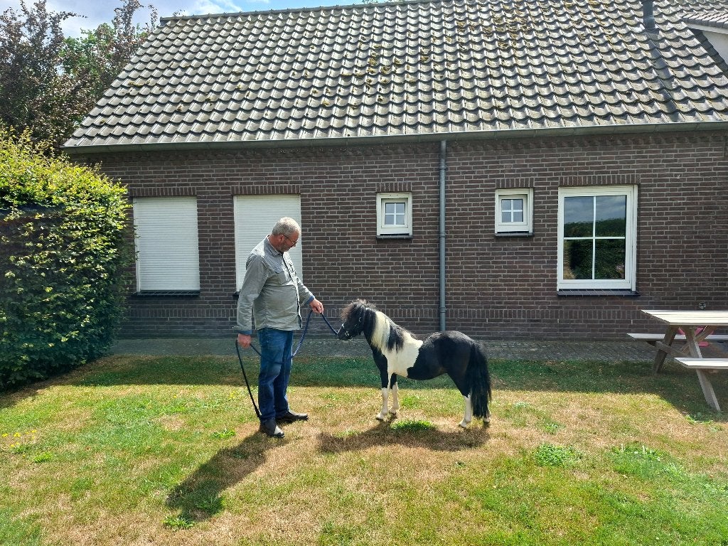 Prachtig zwartbont mini paardje, Dieren en Toebehoren, 0 tot 2 jaar, Hengst, A pony (tot 1.17m), Gechipt