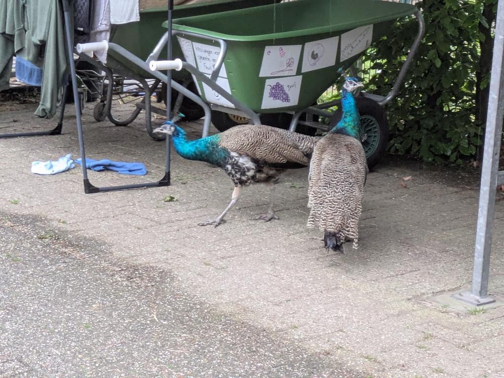 2 bonte pauw hanen, Dieren en Toebehoren, Mannelijk, Kip