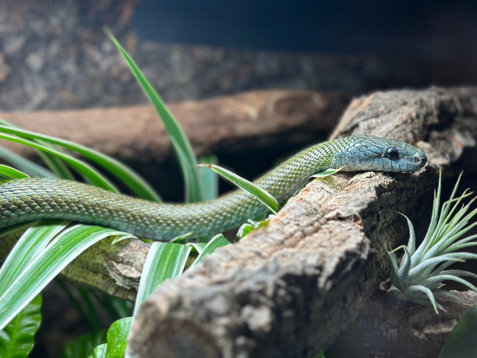 Elaphe Climacophora Kunashir babies Rat Snake photo 2