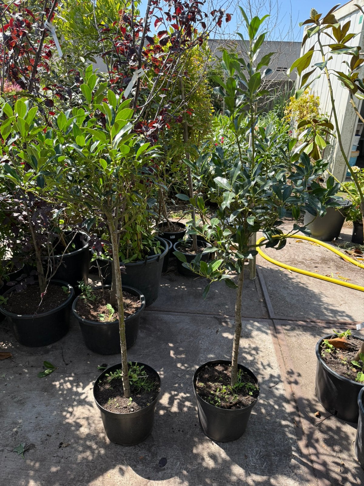 Hulst nelly stevens op stam of struik zomer wintergroen, Tuin en Terras, Planten | Tuinplanten, Vaste plant, Halfschaduw, Herfst