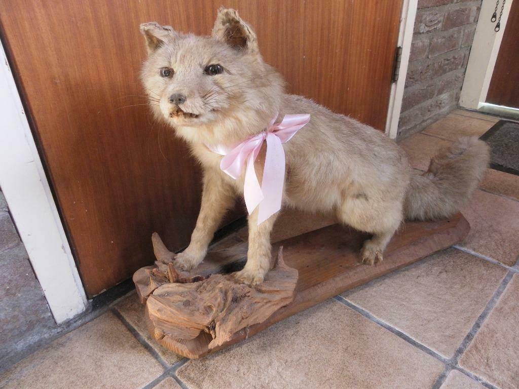 Prachtig opgezette Baby Vosje op houten plateu met stam, Ophalen of Verzenden, Zo goed als nieuw, Wild dier, Opgezet dier