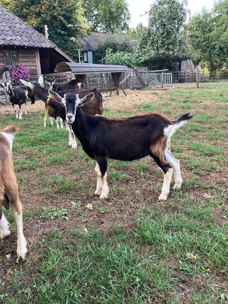 Mooie Toggenburger bokken, Dieren en Toebehoren, Mannelijk, Geit