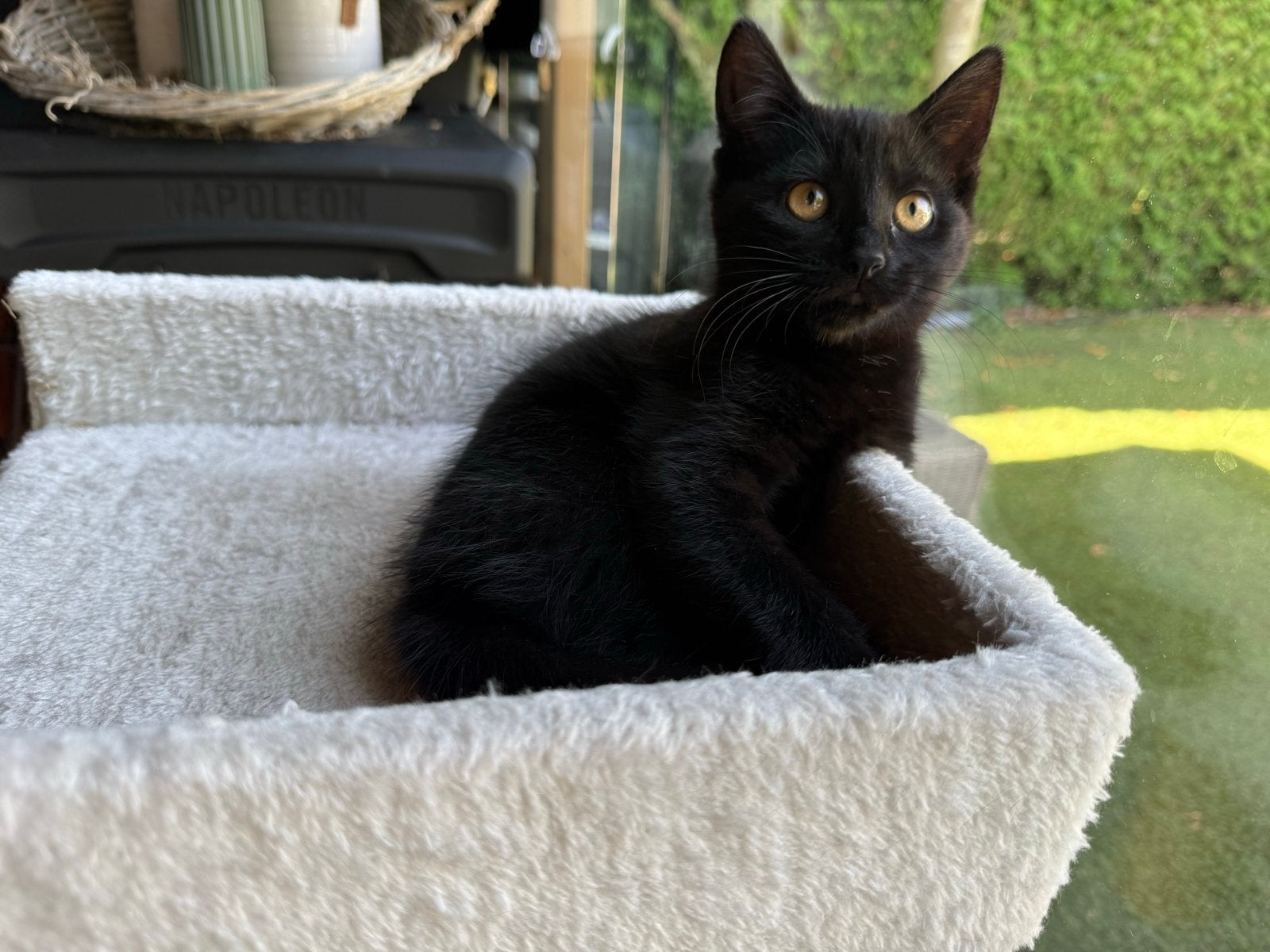 4 lieve Maine Coon-kruising kittens | Nog 1 Zwarte over, Meerdere dieren