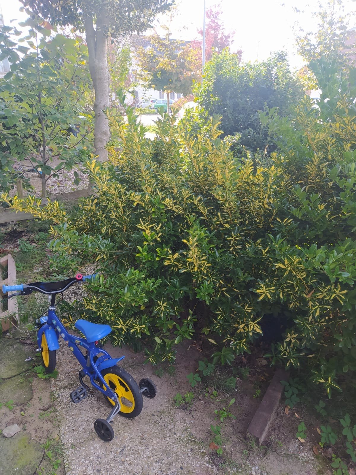 GRATIS AF TE HALEN: 3 Grote Japanse Kardinaalsmutsen (Euonym, Fietsen en Brommers, Ophalen of Verzenden