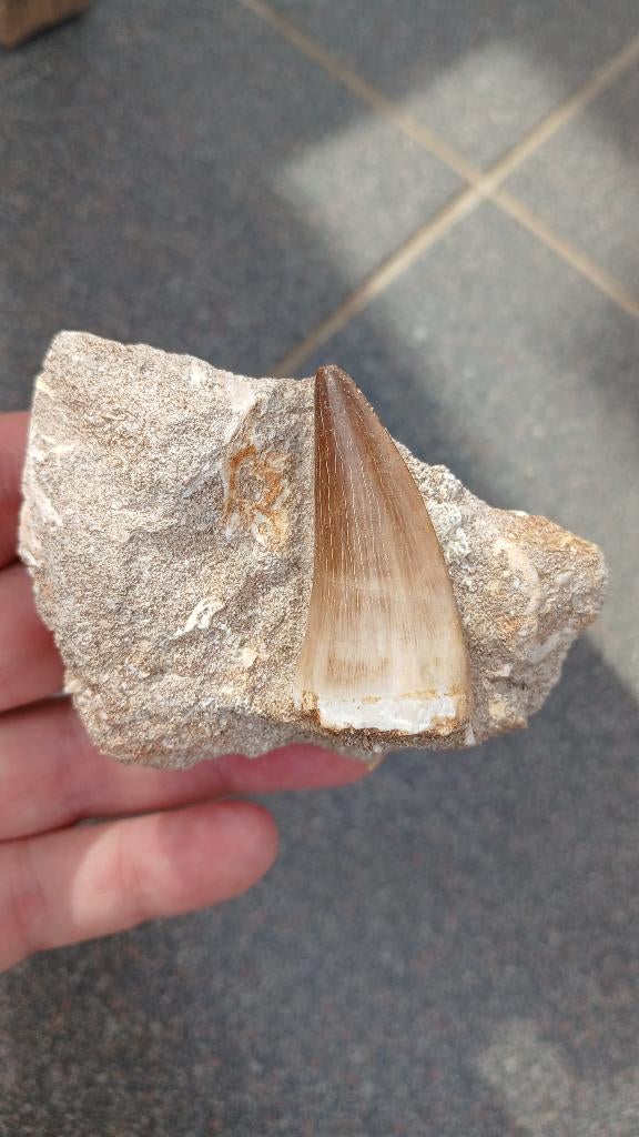 Mosasaurus tand in matrix dinosaurus fossiel uit Marokko, Ophalen of Verzenden, Fossiel
