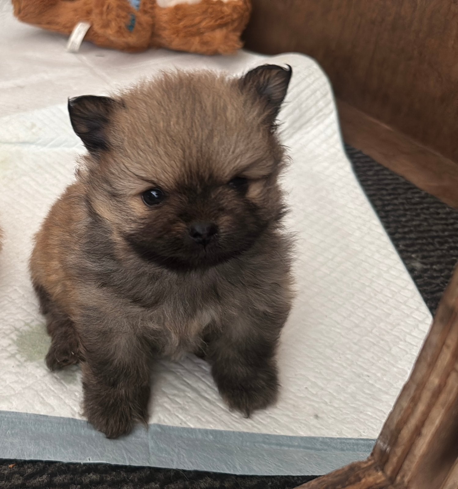 Wij heb nog een pomriaan reutje te koop, Dieren en Toebehoren, Keeshond, Reu, 8 tot 15 weken, Parvo