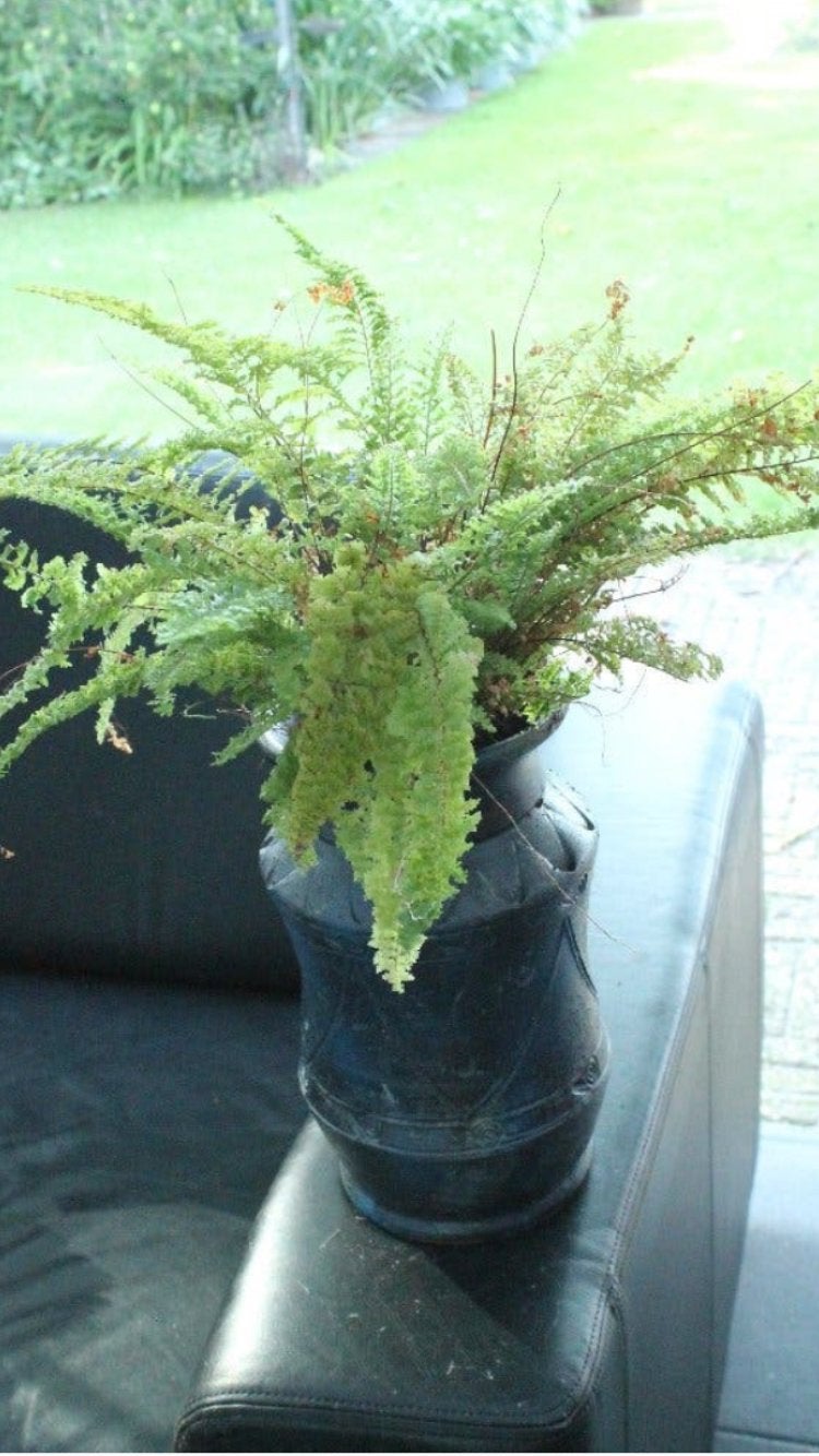 Varen in een bijzondere pot, Ophalen, In pot, Halfschaduw, Minder dan 100 cm